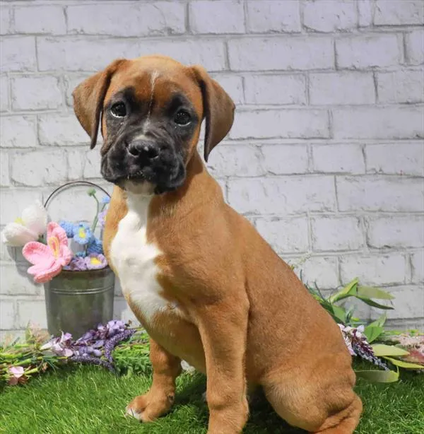 Male Boxer puppy named Pretzel for sale at Waggles Charlotte.