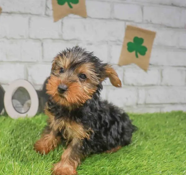 Male Yorkie puppy named Earl for sale at Waggles Raleigh.