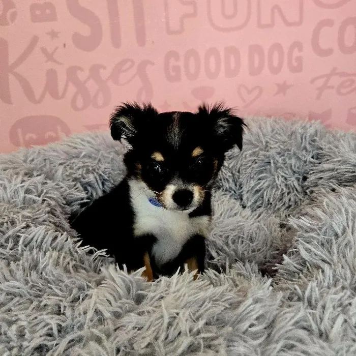 Male Chihuahua puppy named Milo for sale at Waggles Raleigh.