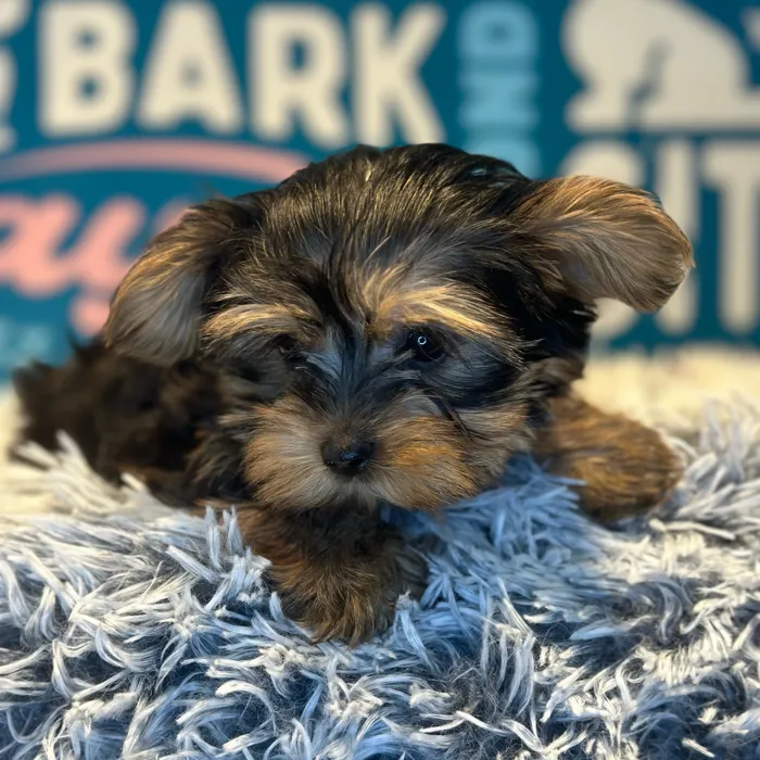 Male Yorkie puppy named Ace for sale at Waggles Raleigh.