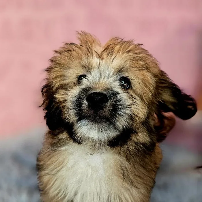 Male Shih Tzu-Pom puppy named George for sale at Waggles Raleigh.