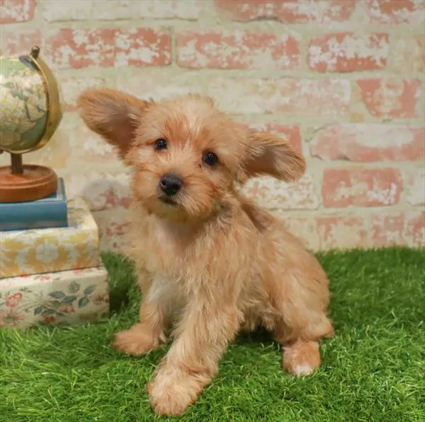 Male Yorkie-Poo puppy named Atlas for sale at Waggles Charlotte.