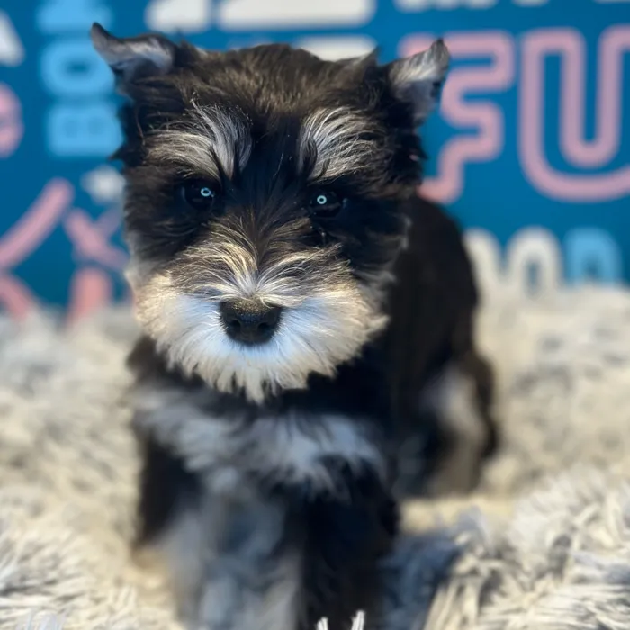 Female Mini Schnauzer puppy named Enola for sale at Waggles Raleigh.