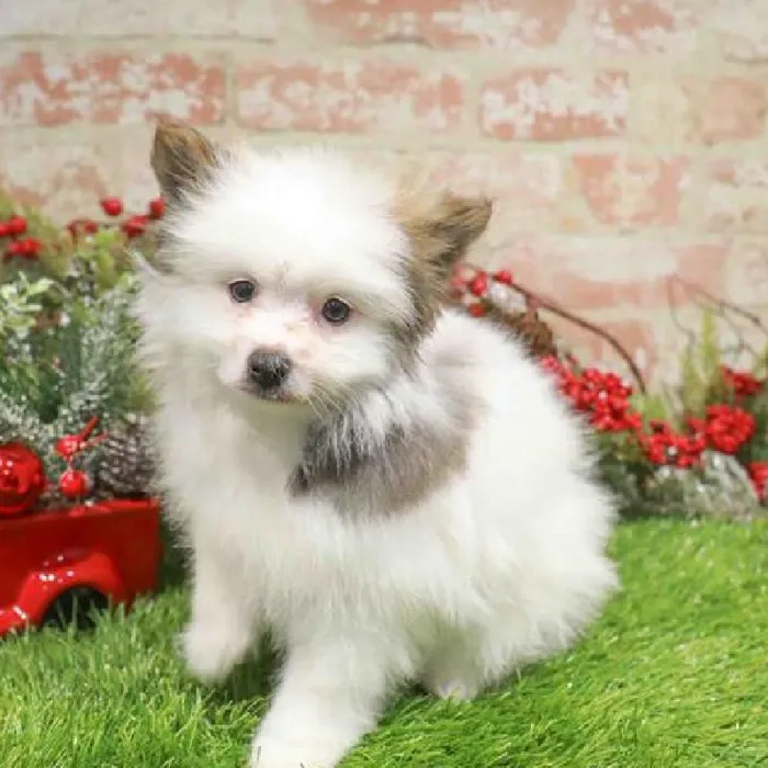 Male Pomeranian puppy named Frost for sale at Waggles Raleigh.