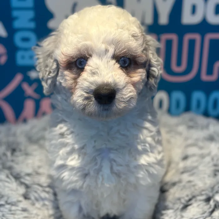 Male Mini Aussiedoodle puppy named Pablo for sale at Waggles Raleigh.