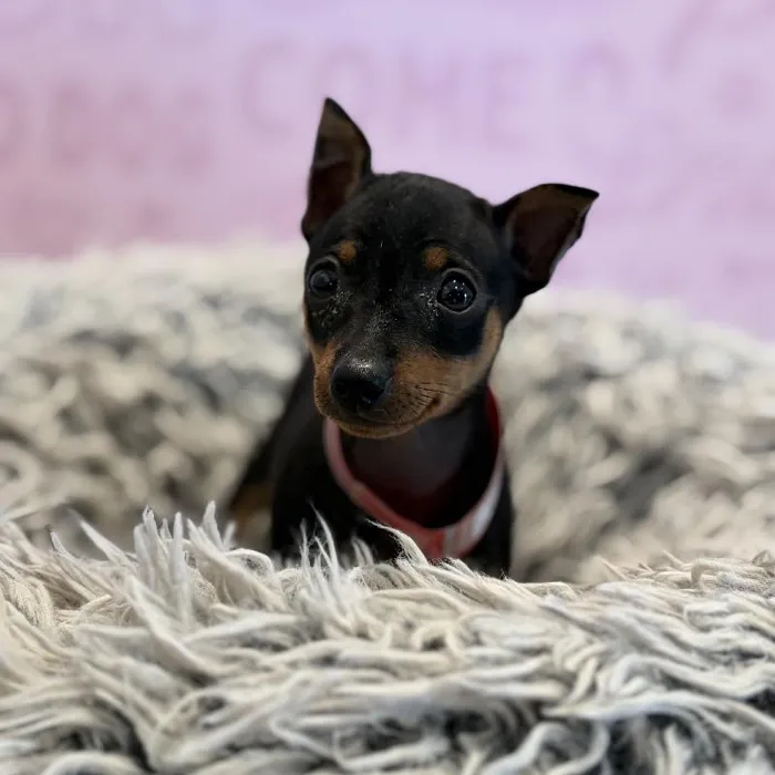 Female Min Pin puppy named Raven for sale at Waggles Greensboro.