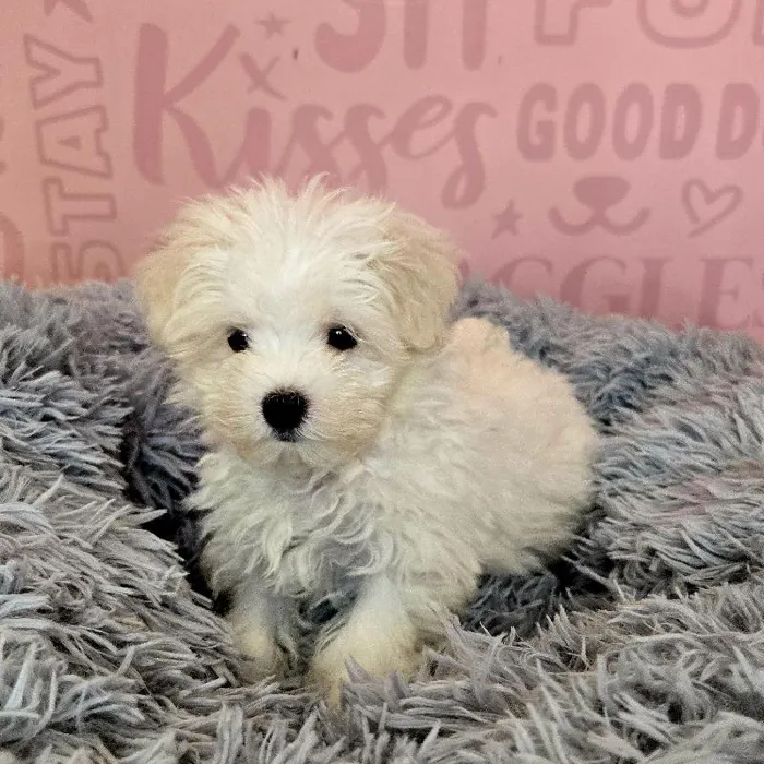 Male Maltese puppy named Benny for sale at Waggles Raleigh.