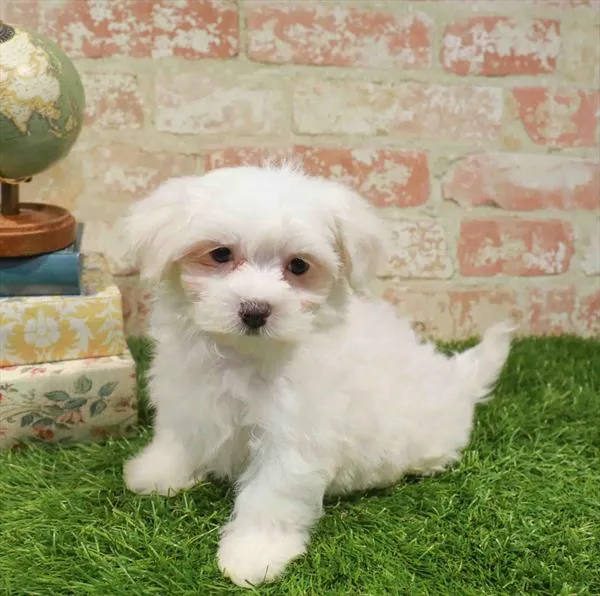 Male Maltese puppy named Snow for sale at Waggles Greensboro.