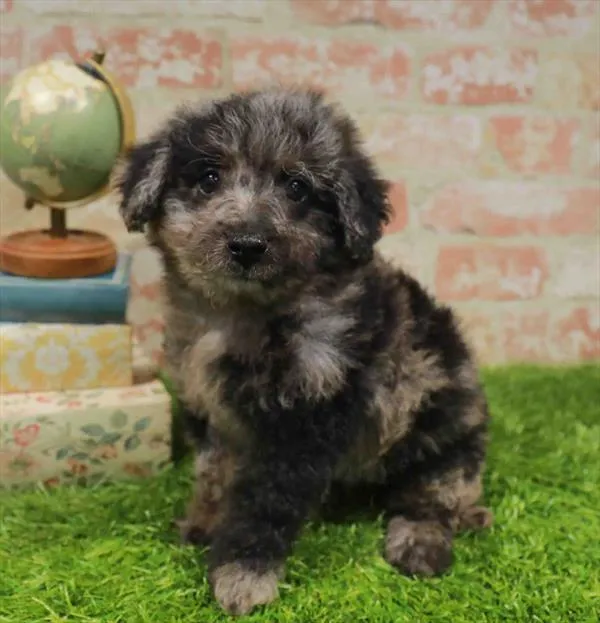 Male Mini Goldendoodle puppy named Chief for sale at Waggles Greensboro.