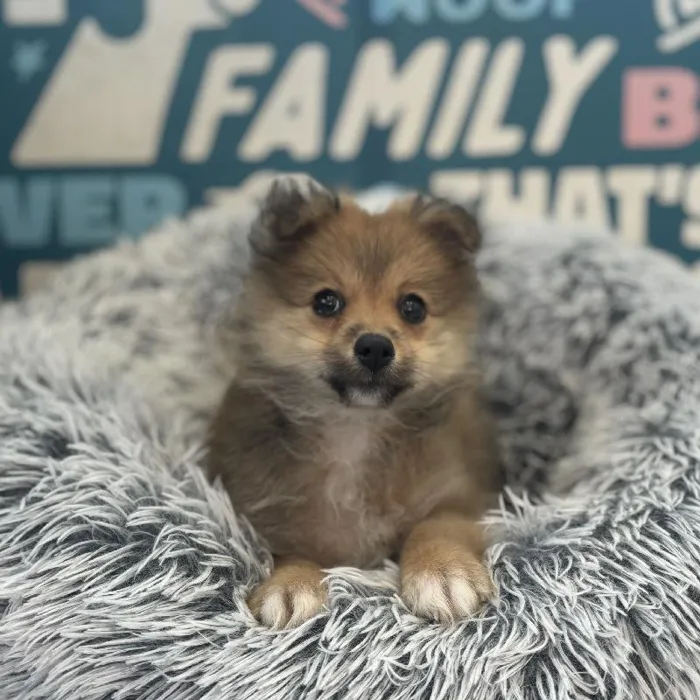 Female Pomeranian puppy named Bertha for sale at Waggles Charlotte.