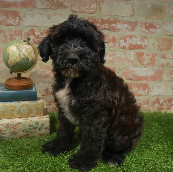Male Whoodle puppy for sale at Waggles Greensboro.