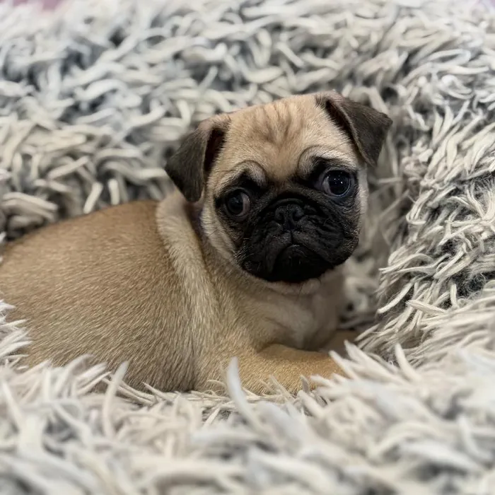 Male Pug puppy named Cowboy for sale at Waggles Greensboro.