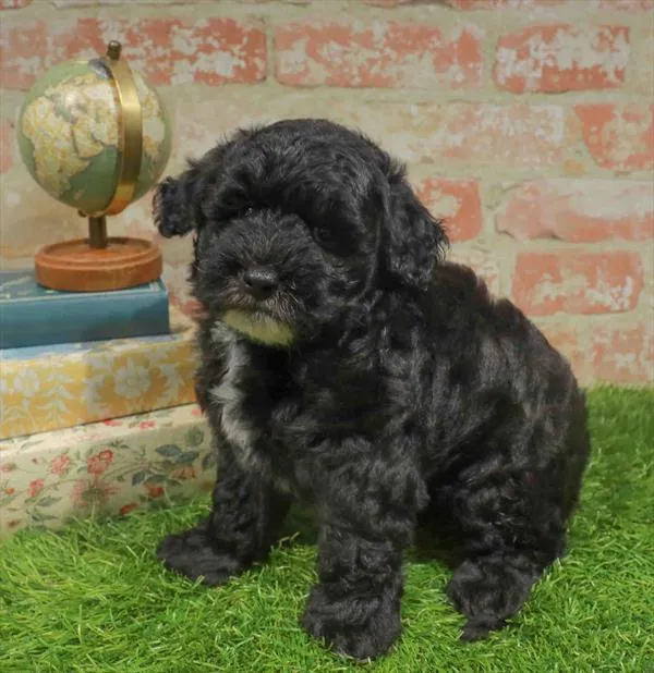 Male Havapoo puppy named Bill for sale at Waggles Raleigh.