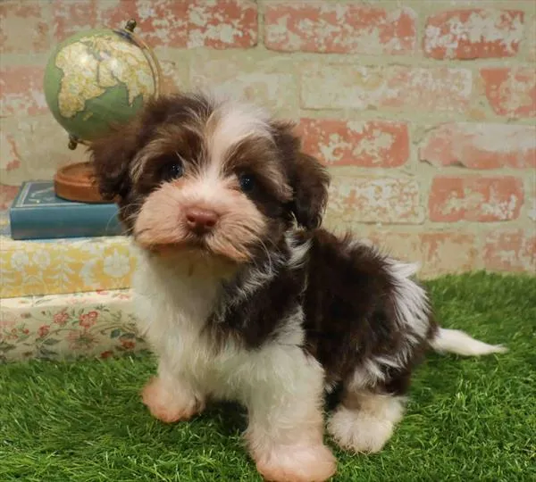 Male Havanese puppy named Felix for sale at Waggles Raleigh.