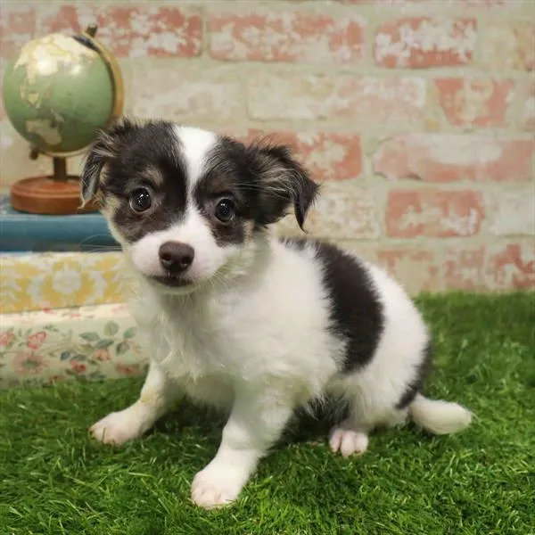 Male Chihuahua puppy named Henry for sale at Waggles Charlotte.