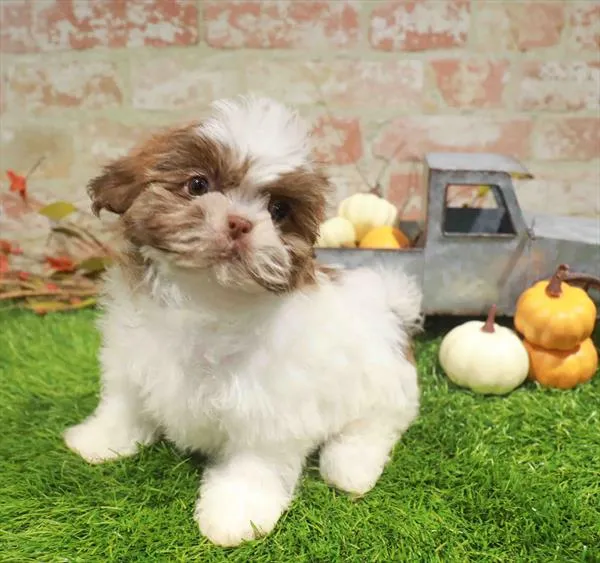 Female Teddy Bear puppy named Velma for sale at Waggles Raleigh.