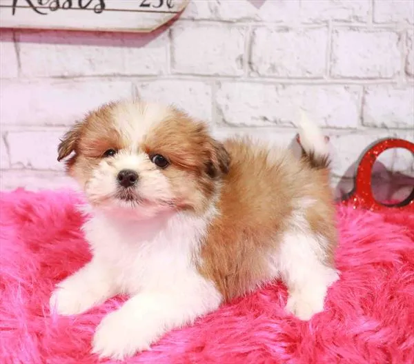 Female Shih Tzu-Pom puppy named Maisley for sale at Waggles Raleigh.