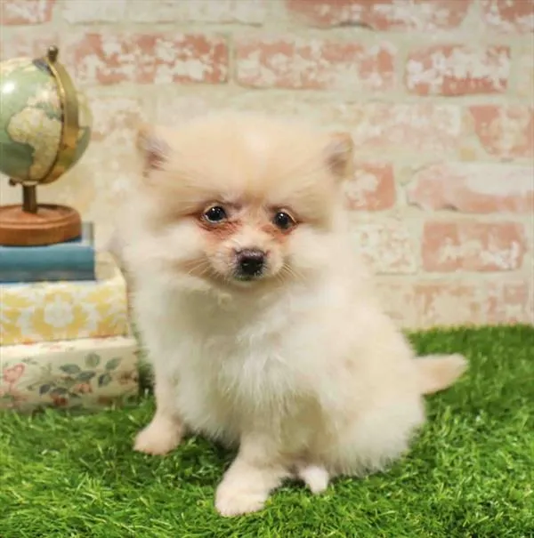 Female Pomeranian puppy named Joyce for sale at Waggles Greensboro.