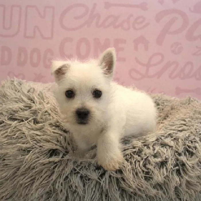 Male West Highland White Terrier puppy named Mike for sale at Waggles Greensboro.
