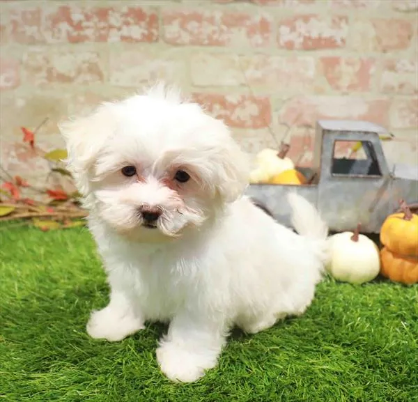 Female Maltese puppy named Quinn for sale at Waggles Charlotte.