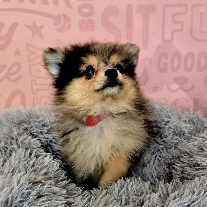 Female Pomeranian puppy named Wendy for sale at Waggles Raleigh.