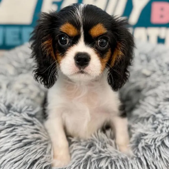 Male Cavalier King Charles Spaniel puppy named Buster for sale at Waggles Charlotte.