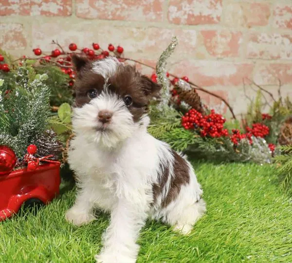 Female Mini Schnauzer puppy named Ariel for sale at Waggles Raleigh.