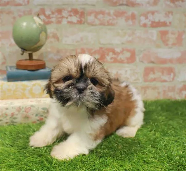 Female Shih Tzu puppy named Morticia for sale at Waggles Greensboro.