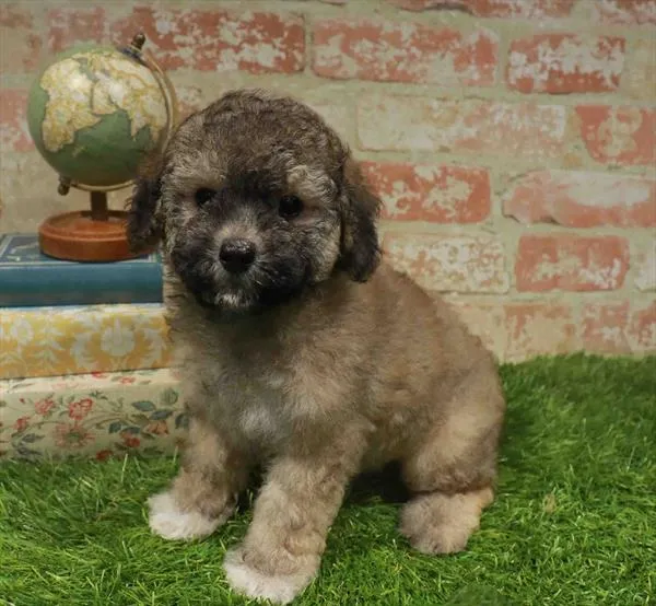 Male Mini Poodle puppy for sale at Waggles Greensboro.