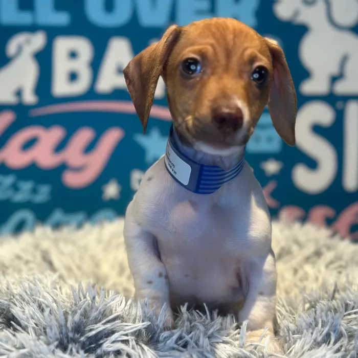 Male Chiweenie puppy named Herman for sale at Waggles Raleigh.