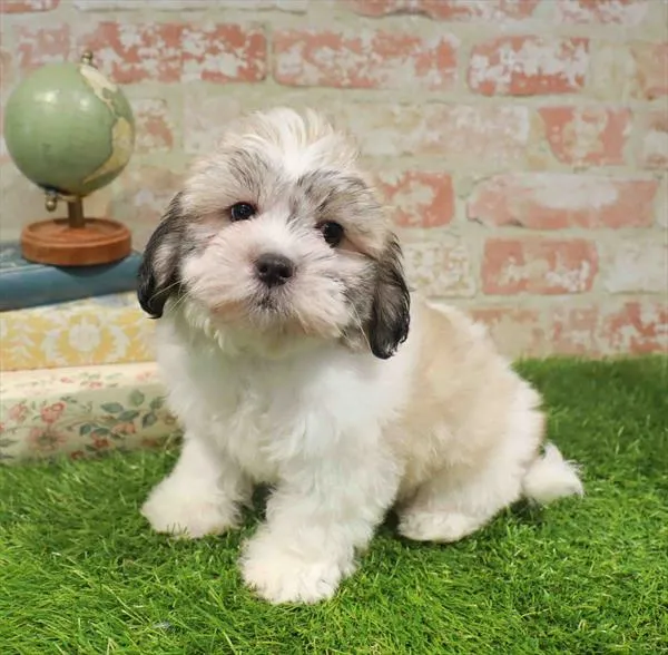Male Teddy Bear puppy named Fog for sale at Waggles Greensboro.