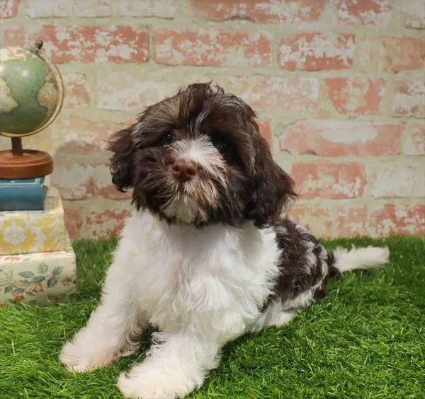 Female Havanese puppy named Daphne for sale at Waggles Charlotte.