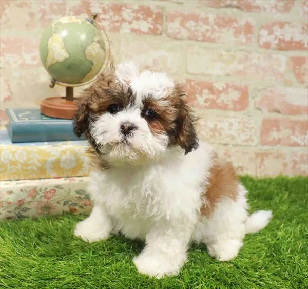 Female Teddy Bear puppy named Lydia for sale at Waggles Charlotte.