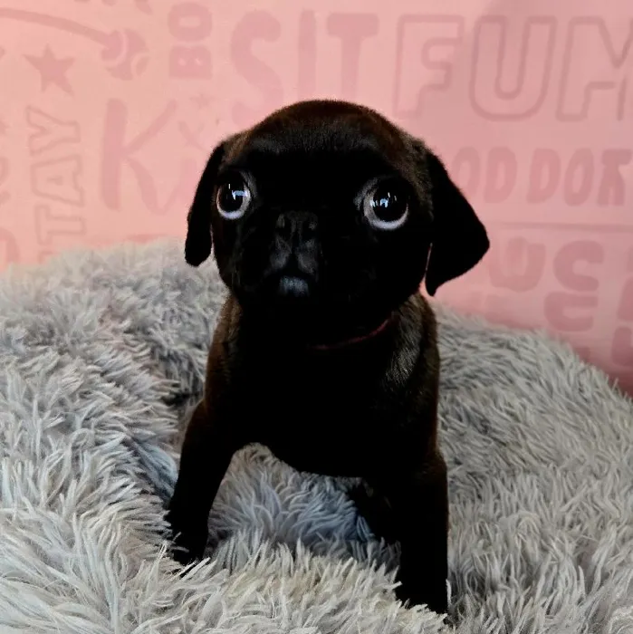 Female Pug puppy named Dorothy for sale at Waggles Raleigh.