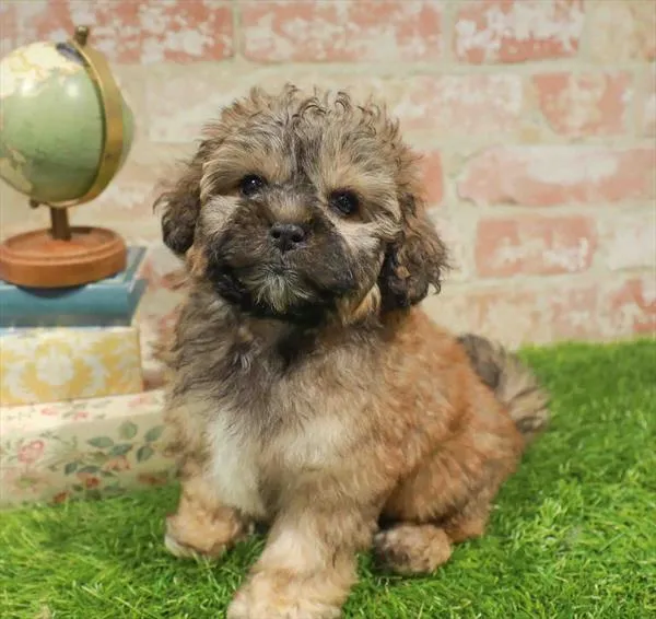 Female Shipoo puppy named Bea for sale at Waggles Raleigh.