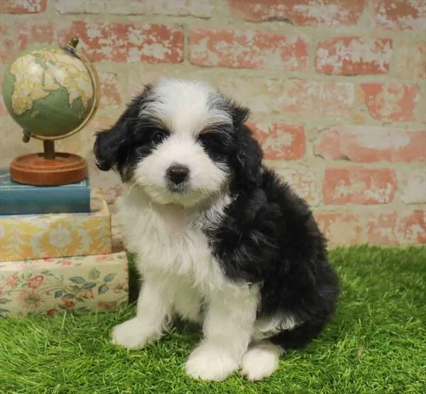 Male Hybrid puppy named Zephyr for sale at Waggles Raleigh.