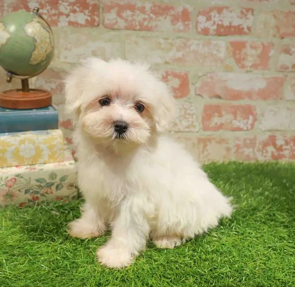 Male Maltese puppy named Oakley for sale at Waggles Greensboro.