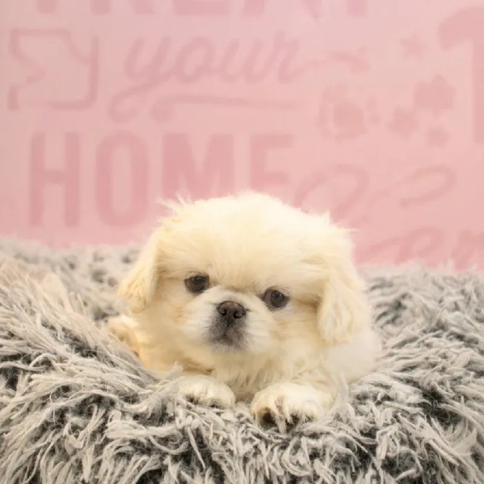 Male Pekingese puppy named Jonothan for sale at Waggles Greensboro.