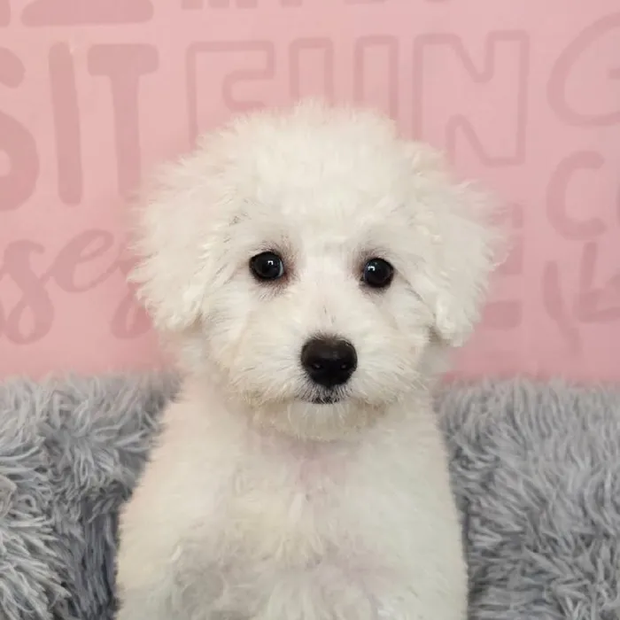 Female Maltipoo puppy named Freya for sale at Waggles Raleigh.