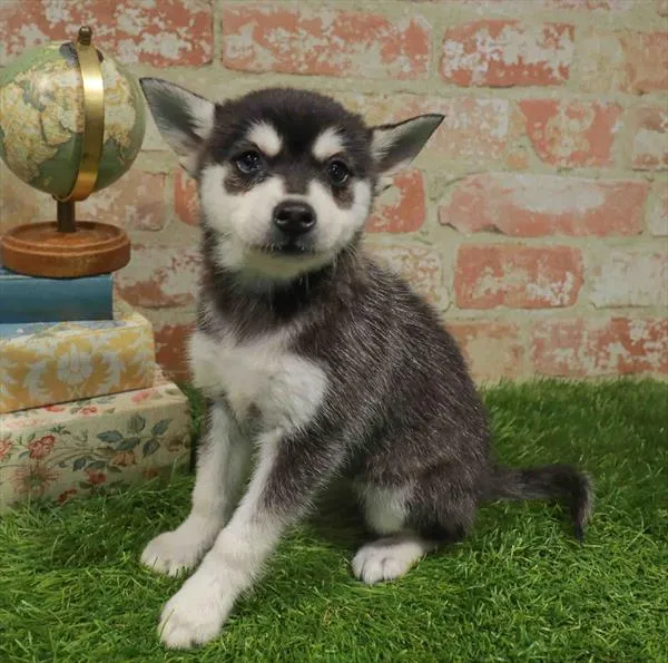 Female Alaskan Klee Kai puppy named Lucy for sale at Waggles Charlotte.