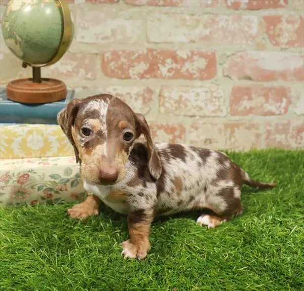 Female Dachshund puppy named Reese for sale at Waggles Charlotte.