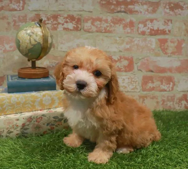 Female Cockapoo puppy named Emma for sale at Waggles Charlotte.