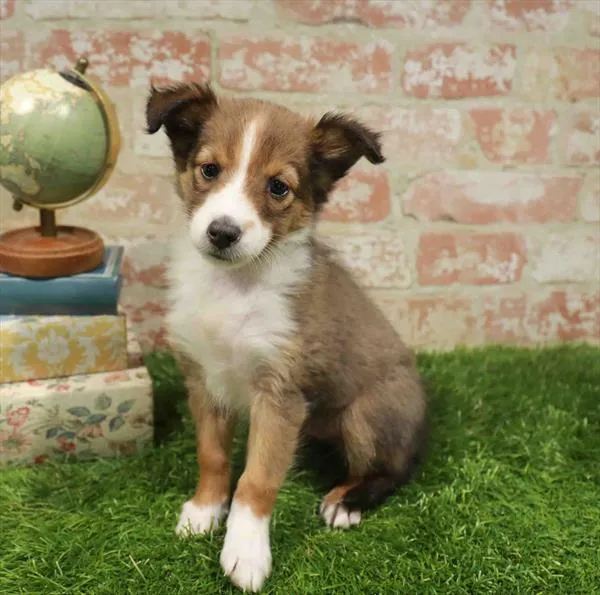 Male Sheltie puppy named Theodore for sale at Waggles Raleigh.