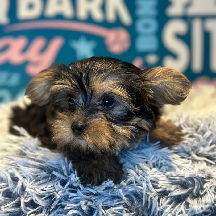Male Yorkie puppy named Ace for sale at Waggles Raleigh.