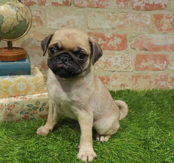 Male Pug puppy named Cowboy for sale at Waggles Greensboro.