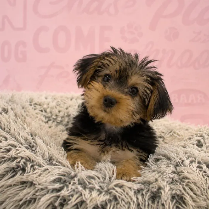 Male Yorkie-Poo puppy named Steve for sale at Waggles Greensboro.