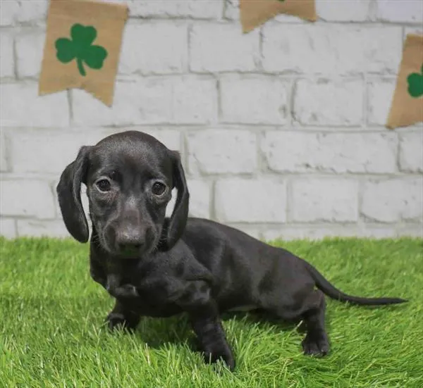 Female Dachshund puppy named Joy for sale at Waggles Raleigh.