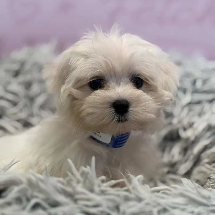 Male Maltese puppy named Oakley for sale at Waggles Greensboro.