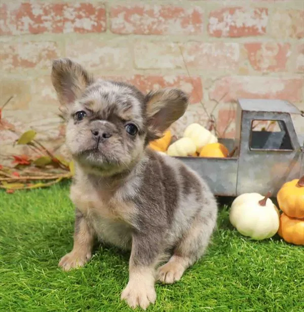 Male Fluffy French Bulldog puppy named Kai for sale at Waggles Charlotte.