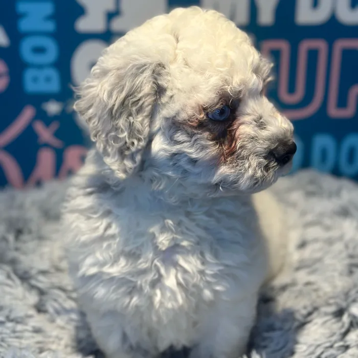 Male Mini Aussiedoodle puppy named Pablo for sale at Waggles Raleigh.